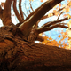 Illustration for article titled Shooting Challenge Fall Leaves Gallery 7